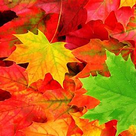 Fall Profile Photo