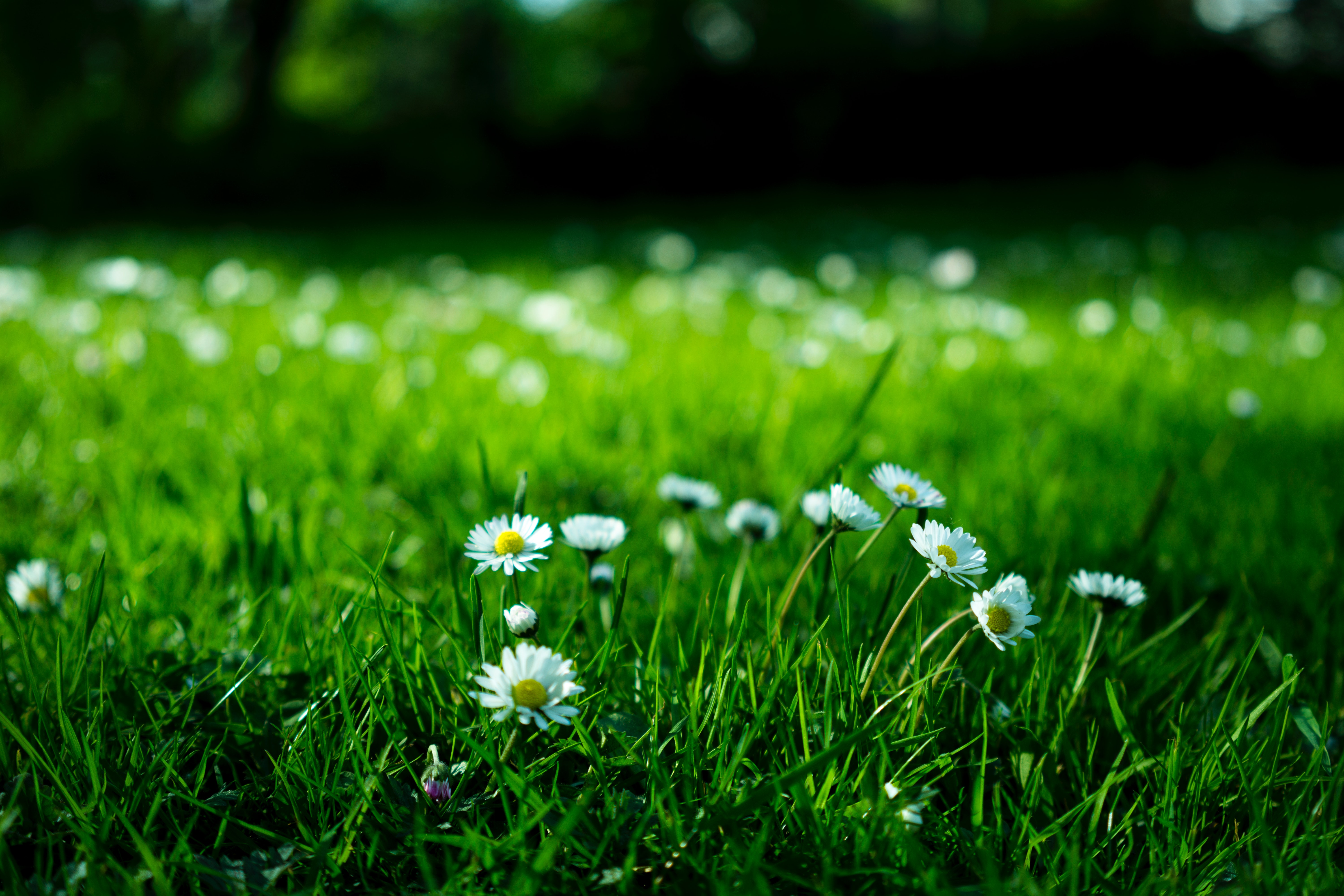 Grass with daisies
