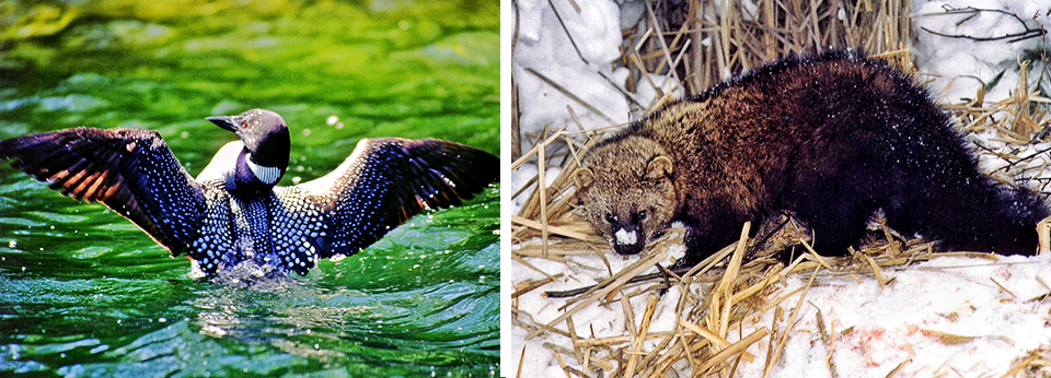 local wildlife studies by Nipissing students