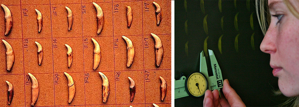 student examining animal teeth