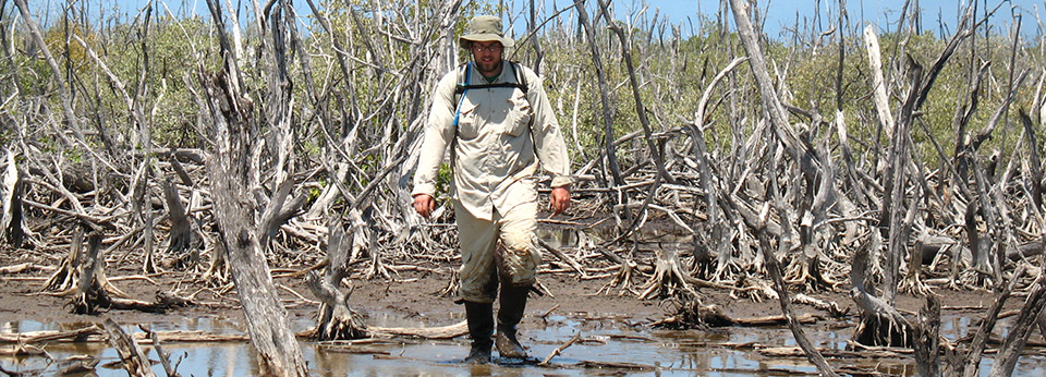 mangrove mapping
