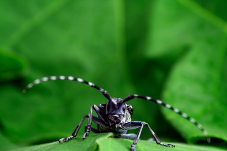 Photo of an insect