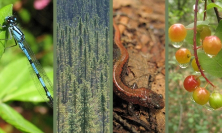 Photo of nature