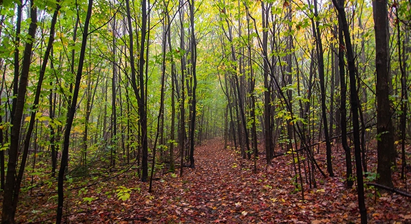 Campus trails