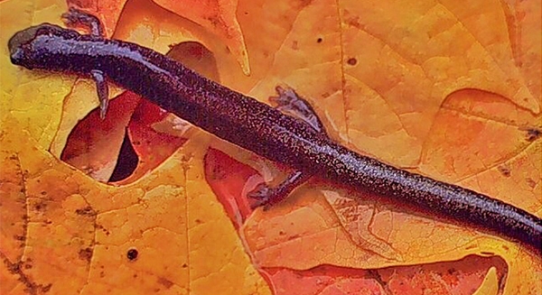 Wildlife Ecology and Environmental Science Lab salamander