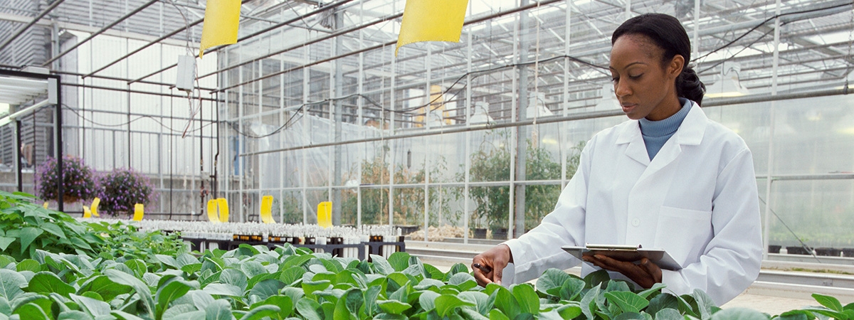 Researcher in Greenhouse