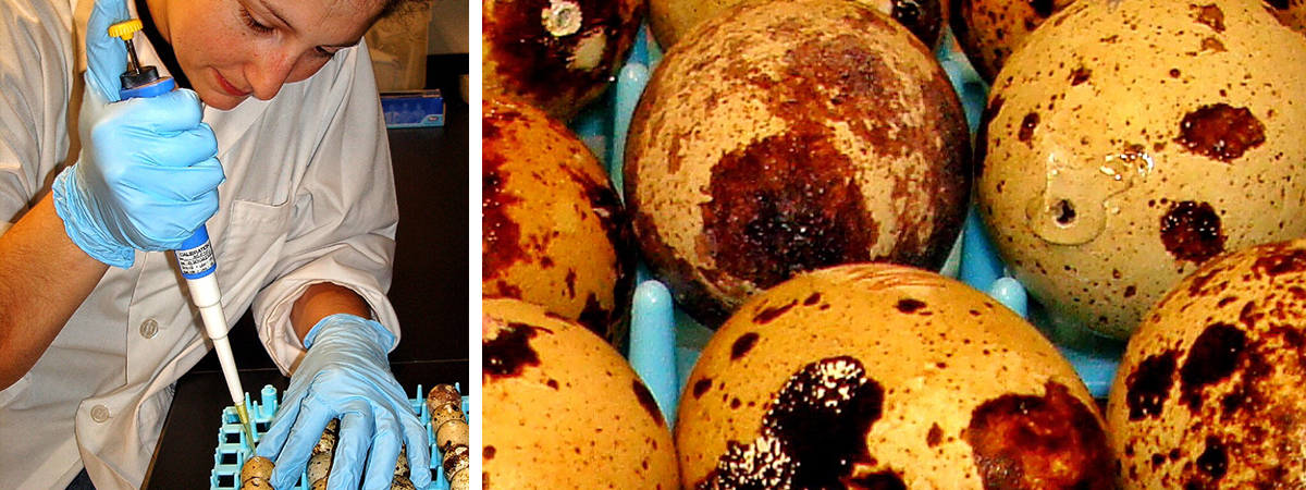 student conducting experiment on quail eggs