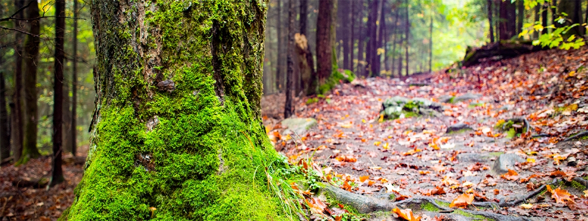 campus trail moss and fallen leaves