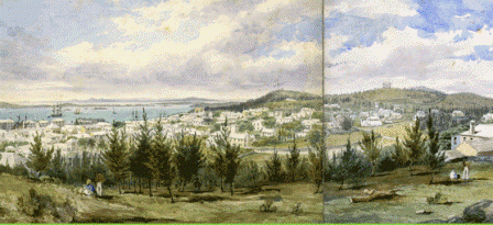 St. George Bermuda Cedar