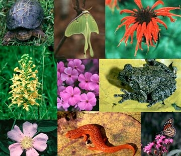 Biodiversity collage