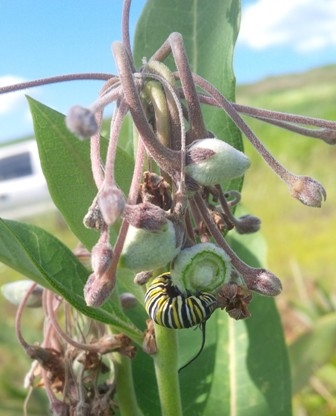 Monarch caterpillar in dump site