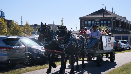 Two horses pulling a carriage during NU Homecoming 2025