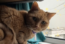 April, the orange tabby cat sits on the windowsill overlooking the residence building front entrance.
