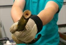Warren Green holding lamprey