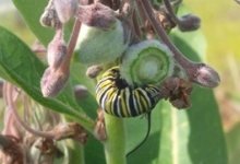 Monarch caterpillar in dump site