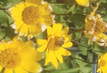 Pollinators