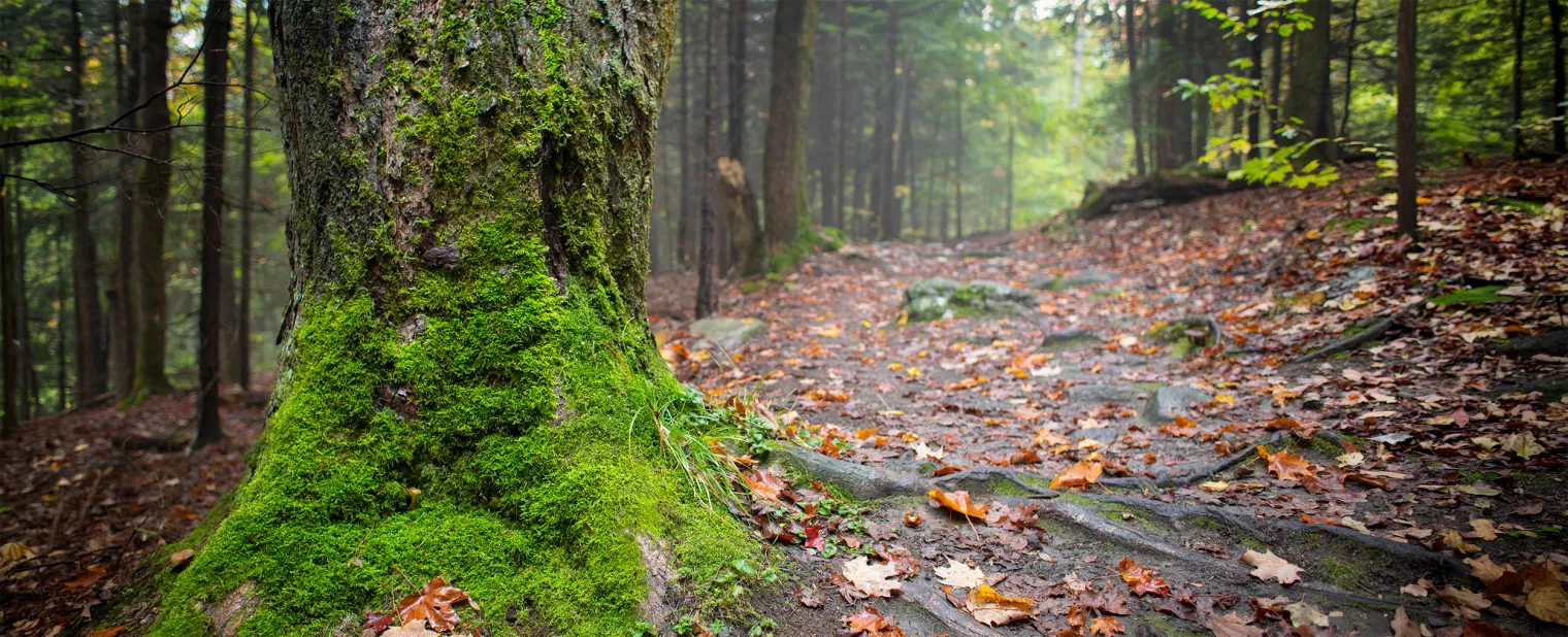 The fall trail with a tree in the foreground