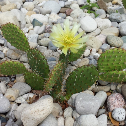 Prickly Pear