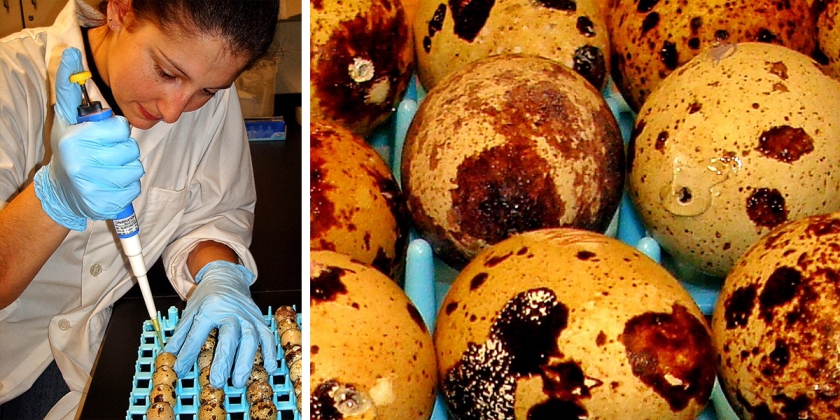 student conducting experiment on quail eggs